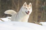 SIBERIAN HUSKY 179
